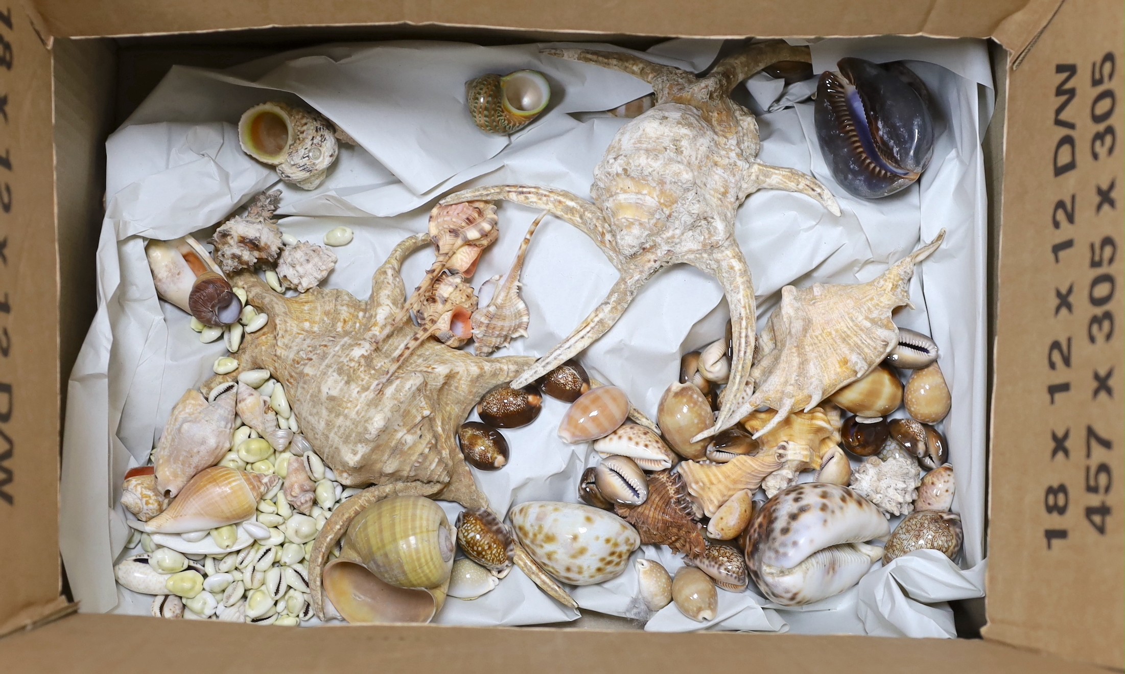 A selection of various seashell specimens